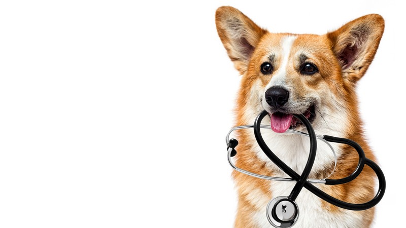 Clinica cardiologia veterinaria