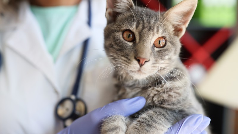 Endoscopia em gatos valor