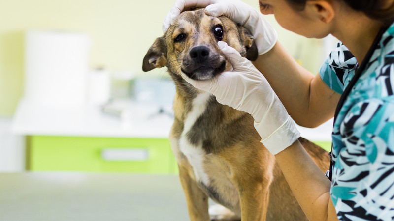 Imagem ilustrativa de Especialista em oftalmologia veterinária