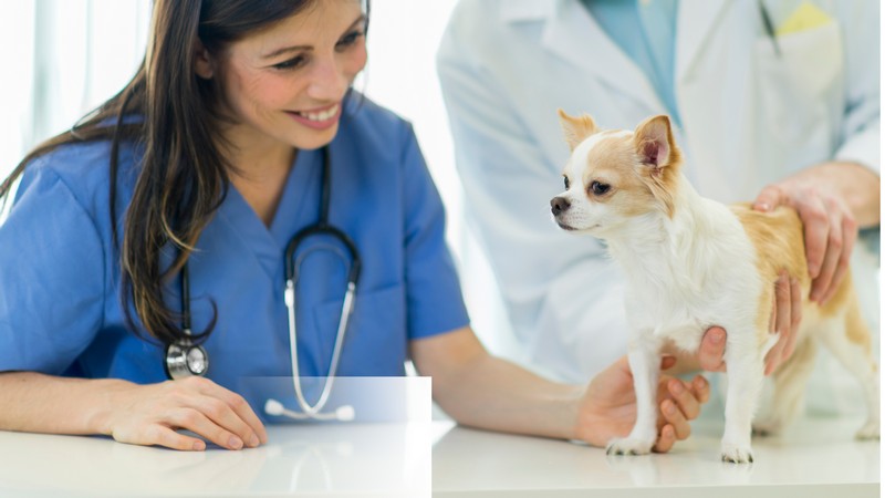 Veterinario especialista em sistema sanguíneo em Belo horizonte