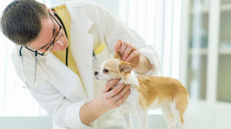 Veterinário oftalmologista em Belo horizonte